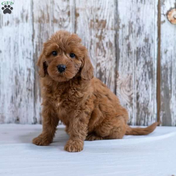 Harriet, Mini Labradoodle Puppy